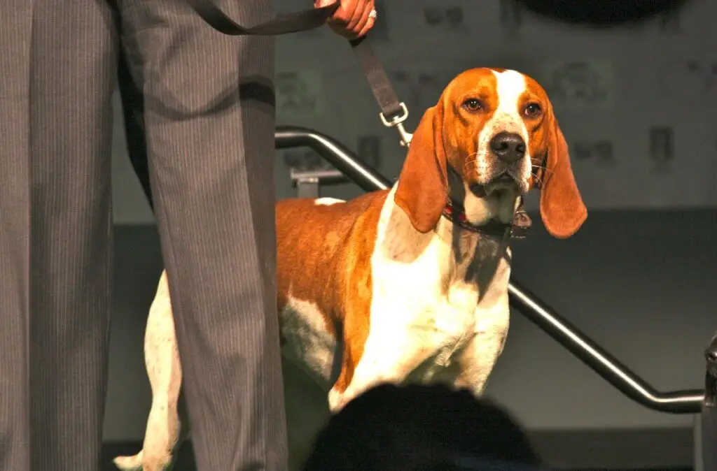 Grey Hound Dog Breed: Characteristics, Care, and Companionship Guide