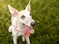 Grey Hound Dog Breed: Characteristics, Care, and Companionship Guide