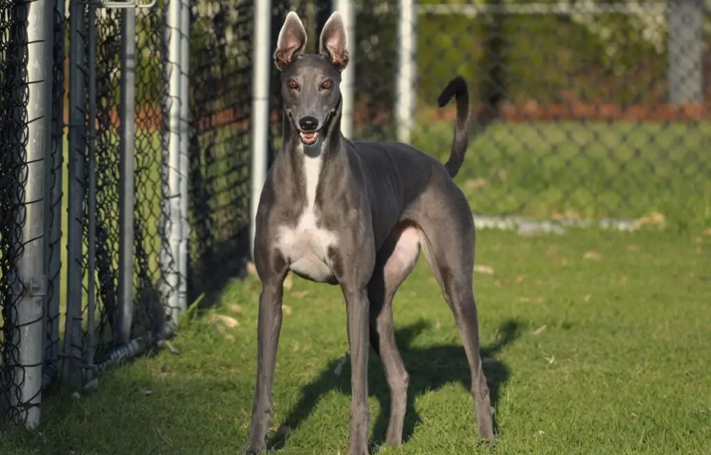 Grey Hound Dog Breed: Characteristics, Care, and Companionship Guide