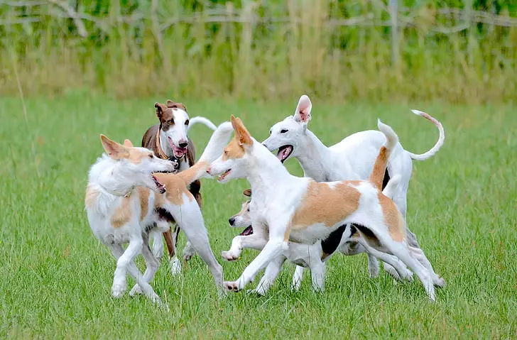Grey Hound Dog Breed: Characteristics, Care, and Companionship Guide