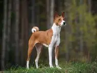 Grey Hound Dog Breed: Characteristics, Care, and Companionship Guide