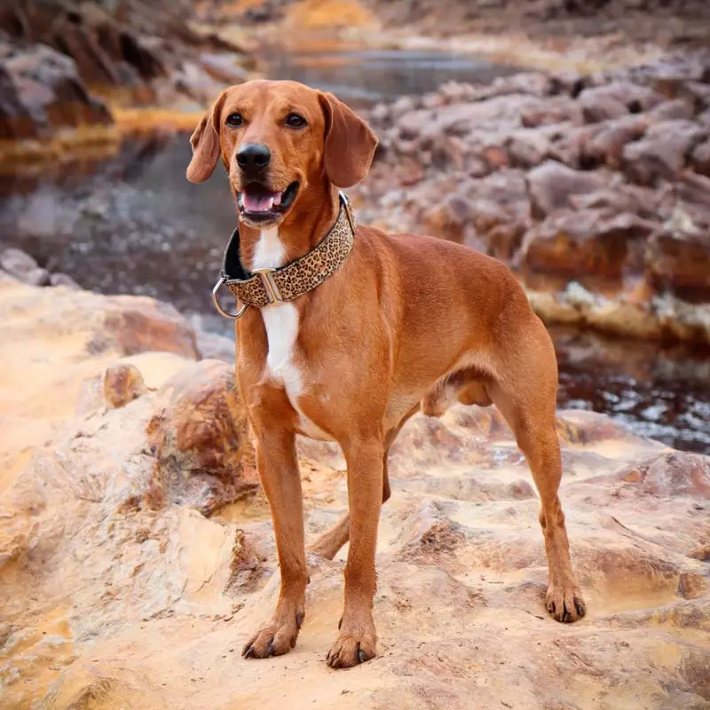 Grey Hound Dog Breed: Characteristics, Care, and Companionship Guide