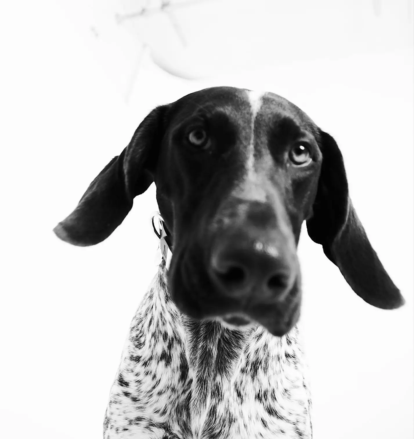 Grey Hound Dog Breed: Characteristics, Care, and Companionship Guide