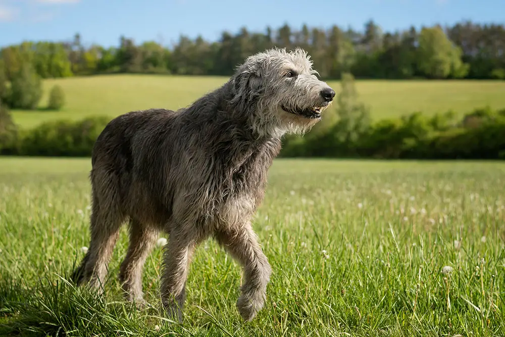 Grey Hound Dog Breed: Characteristics, Care, and Companionship Guide