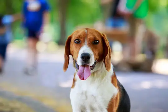 Grey Hound Dog Breed: Characteristics, Care, and Companionship Guide