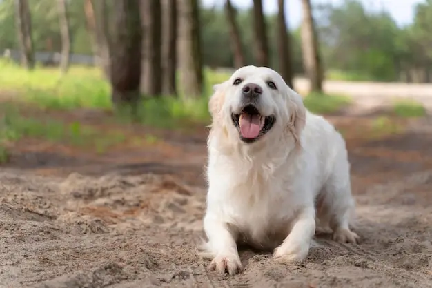 Grey Hound Dog Breed: Characteristics, Care, and Companionship Guide