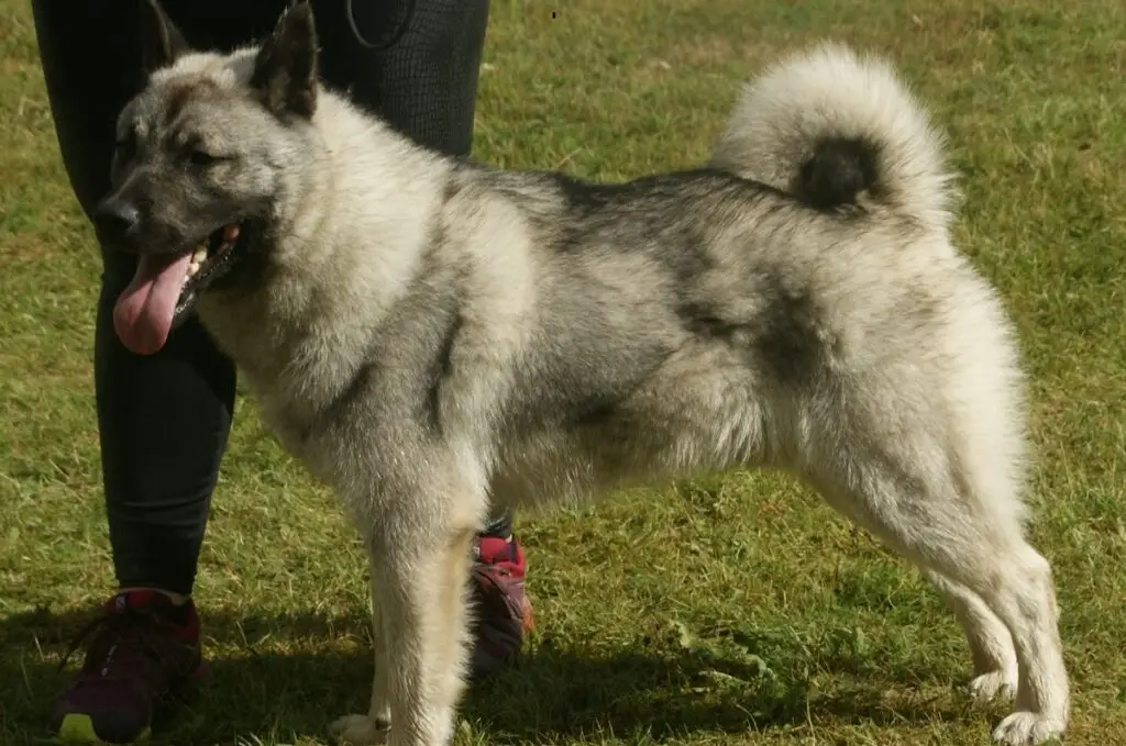 Grey Hound Dog Breed: Characteristics, Care, and Companionship Guide