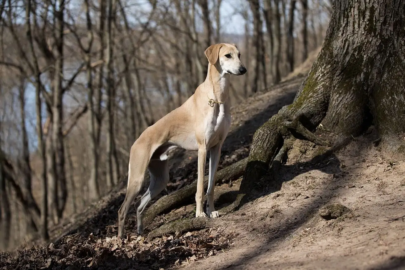 Grey Hound Dog Breed: Characteristics, Care, and Companionship Guide