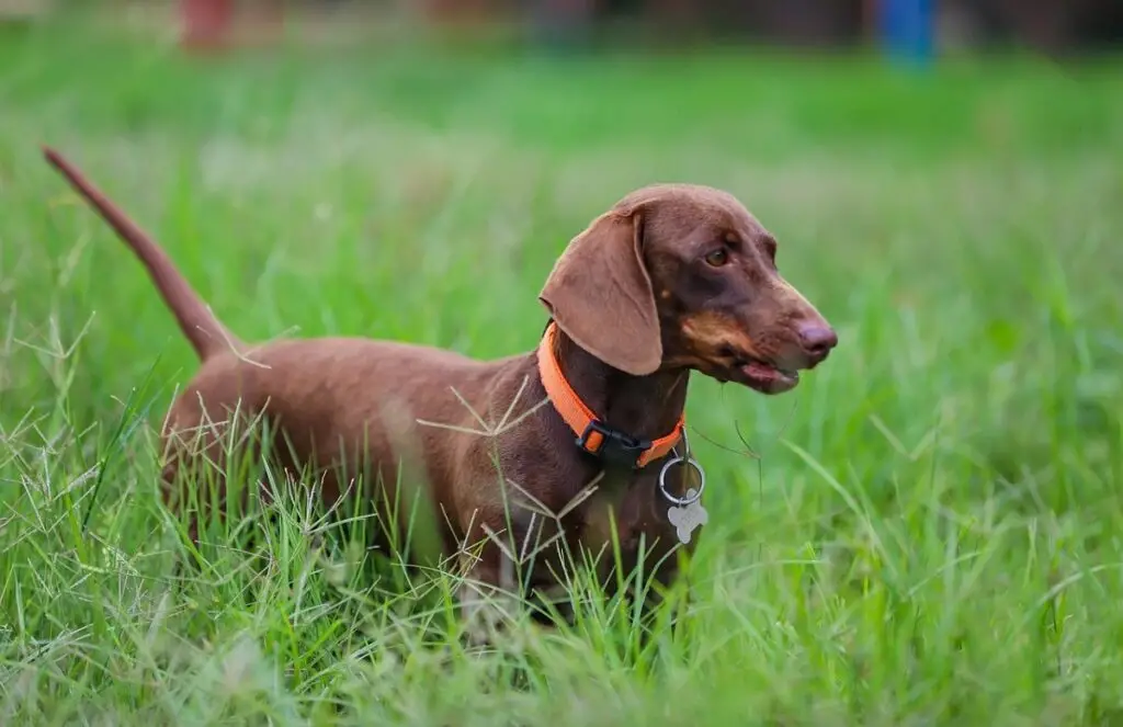 Grey Hound Dog Breed: Characteristics, Care, and Companionship Guide