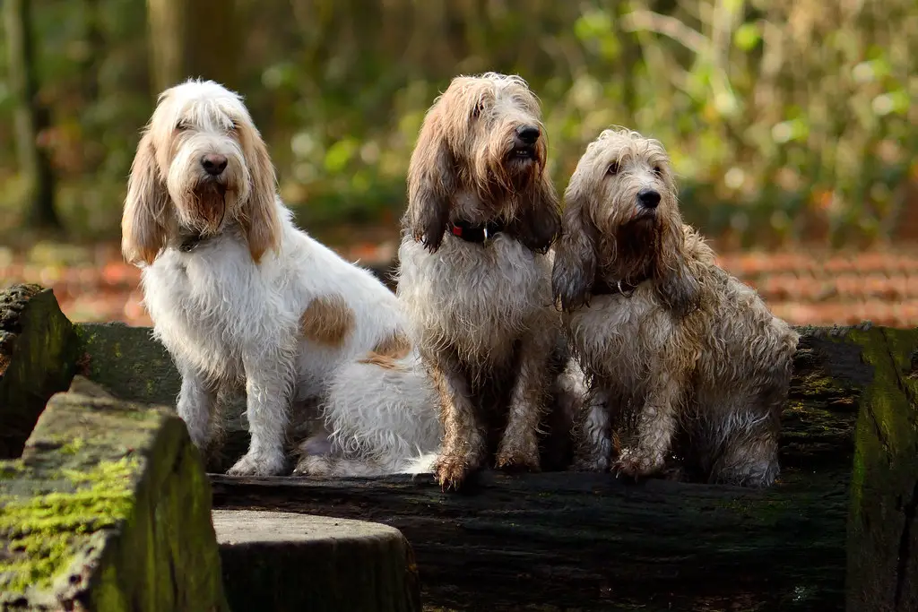 Grey Hound Dog Breed: Characteristics, Care, and Companionship Guide