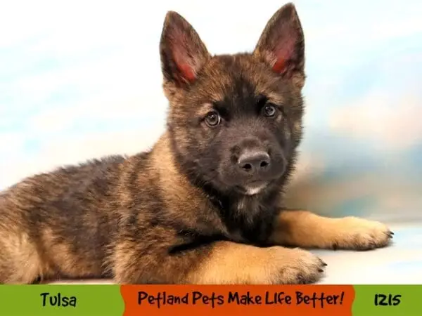 Norwegian Elk Hound Puppies: Discover Your Perfect Companion Today!