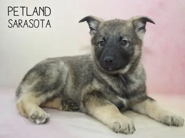 Norwegian Elk Hound Puppies: Discover Your Perfect Companion Today!