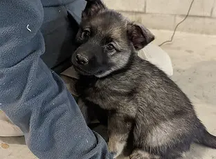 Norwegian Elk Hound Puppies: Discover Your Perfect Companion Today!