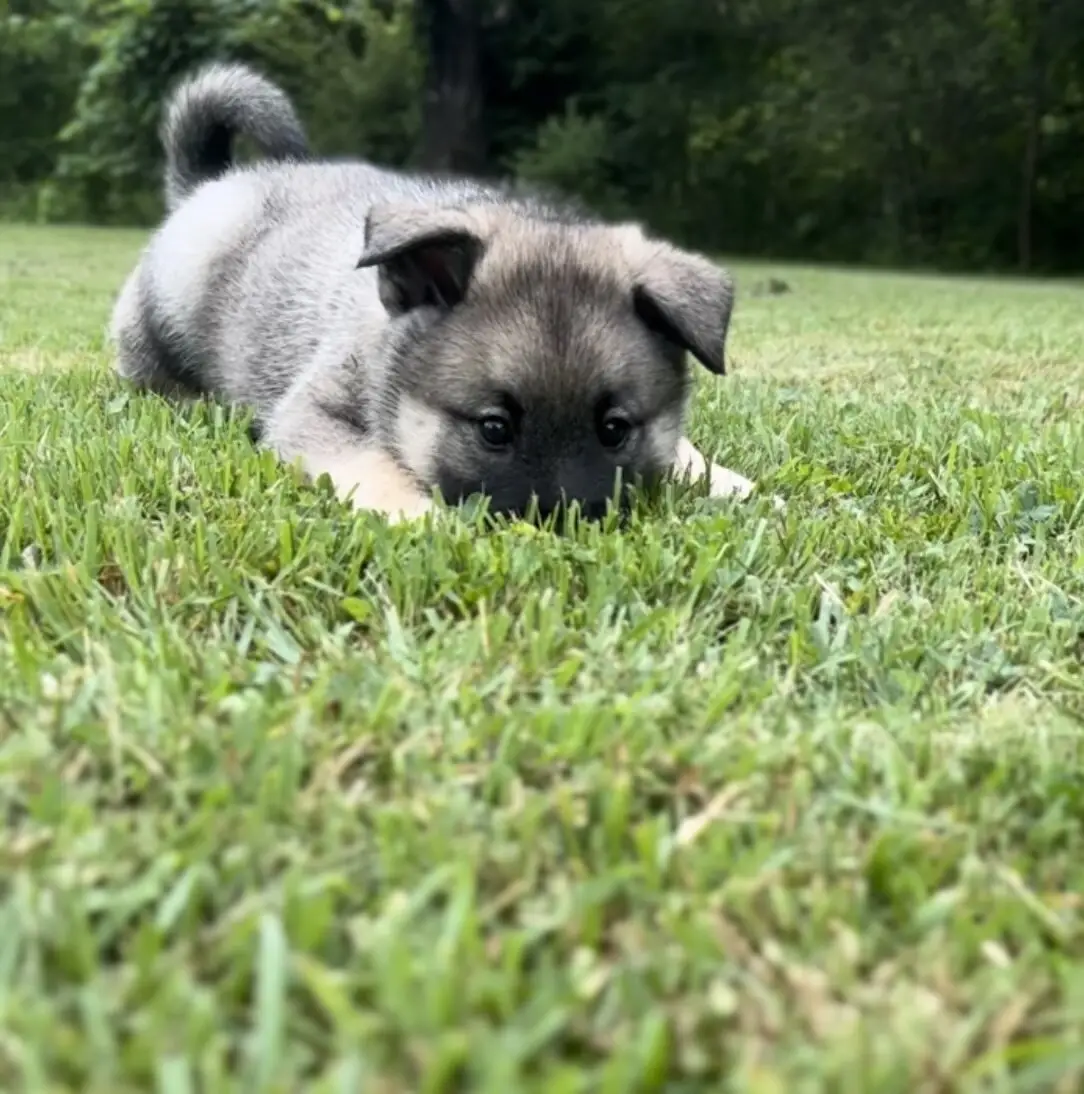 Norwegian Elk Hound Puppies: Discover Your Perfect Companion Today!