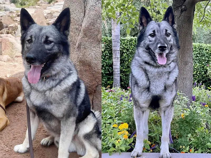 Norwegian Elk Hound Puppies: Discover Your Perfect Companion Today!