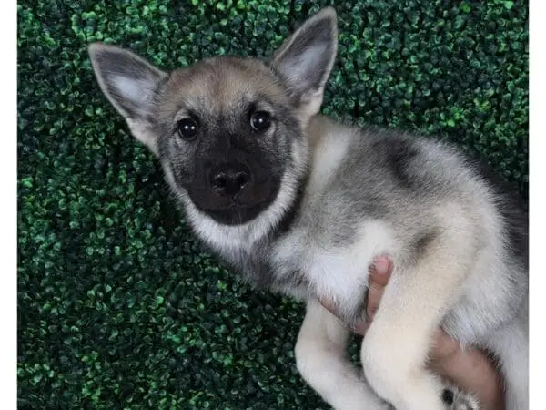 Norwegian Elk Hound Puppies: Discover Your Perfect Companion Today!