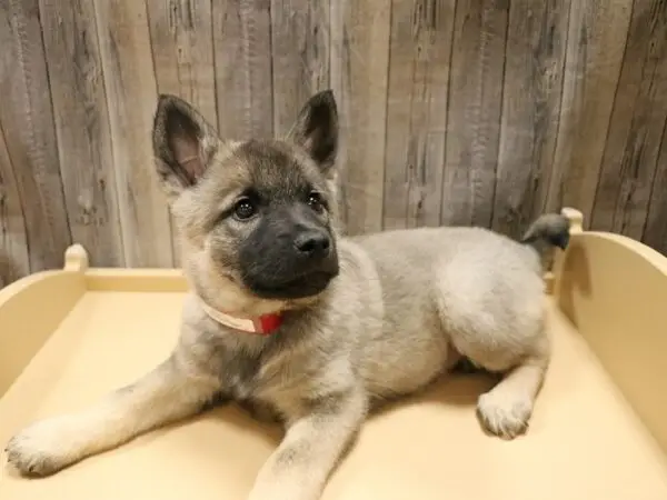 Norwegian Elk Hound Puppies: Discover Your Perfect Companion Today!
