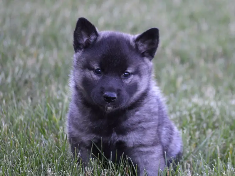 Norwegian Elk Hound Puppies: Discover Your Perfect Companion Today!