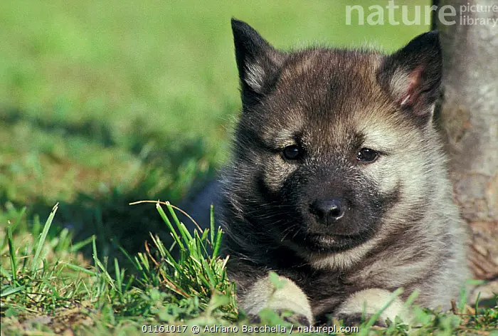 Norwegian Elk Hound Puppies: Discover Your Perfect Companion Today!