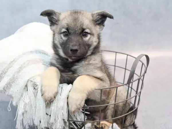 Norwegian Elk Hound Puppies: Discover Your Perfect Companion Today!