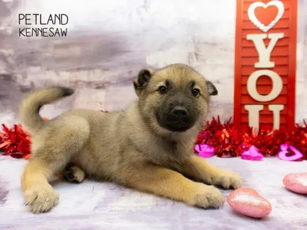 Norwegian Elk Hound Puppies: Discover Your Perfect Companion Today!