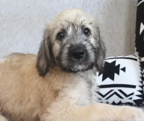 Irish Wolf Hound Poodle Mix: A Unique Hybrid Dog Breed Overview and Care Tips