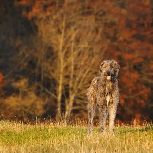 Irish Wolf Hound Poodle Mix: A Unique Hybrid Dog Breed Overview and Care Tips