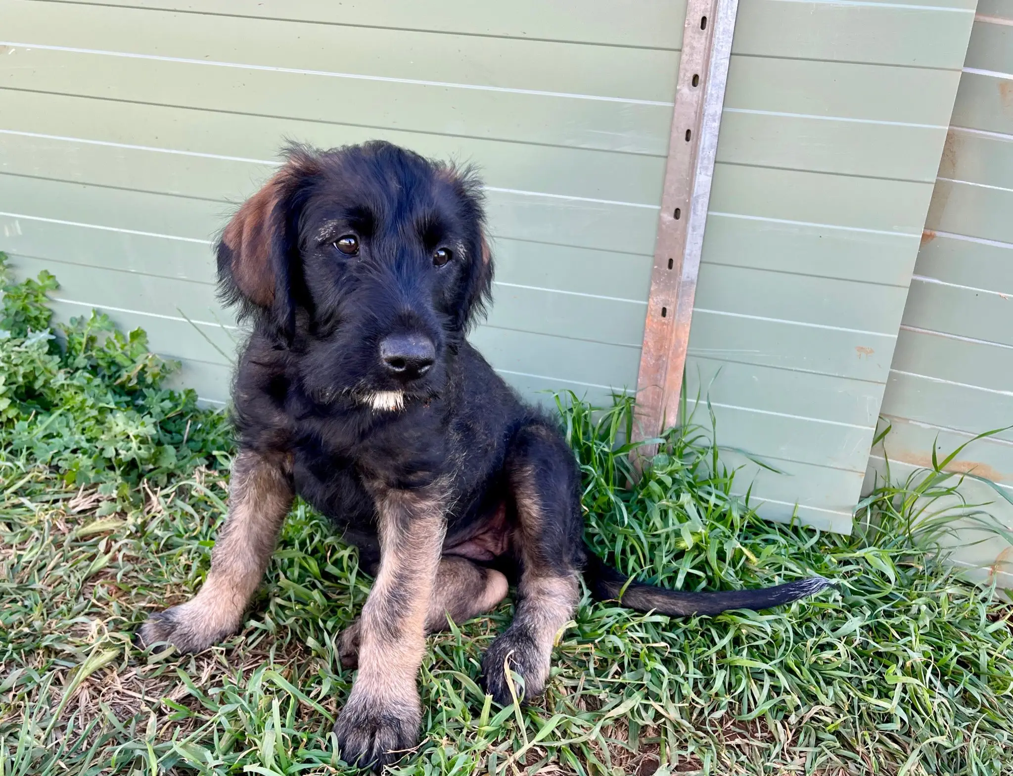 Irish Wolf Hound Poodle Mix: A Unique Hybrid Dog Breed Overview and Care Tips