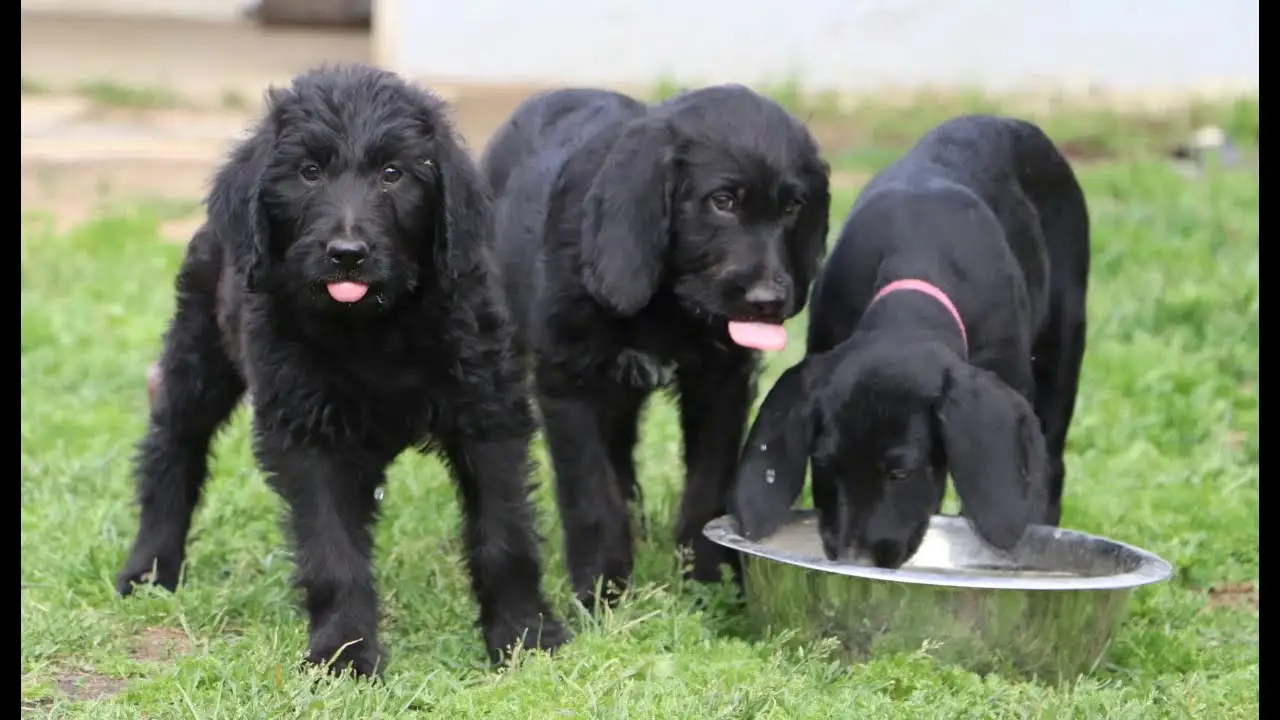 Irish Wolf Hound Poodle Mix: A Unique Hybrid Dog Breed Overview and Care Tips