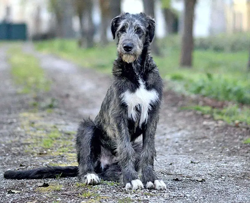 Irish Wolf Hound Poodle Mix: A Unique Hybrid Dog Breed Overview and Care Tips