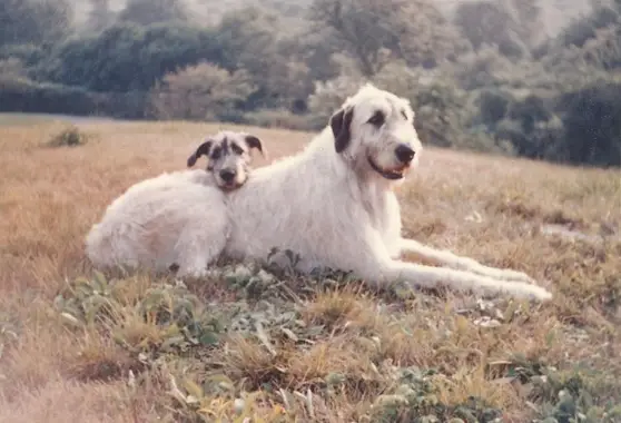 Irish Wolf Hound Poodle Mix: A Unique Hybrid Dog Breed Overview and Care Tips