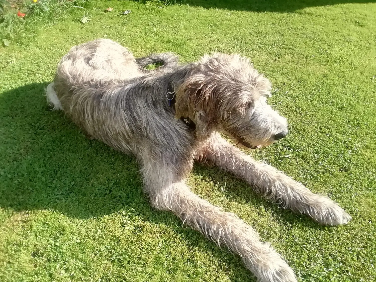 Irish Wolf Hound Poodle Mix: A Unique Hybrid Dog Breed Overview and Care Tips