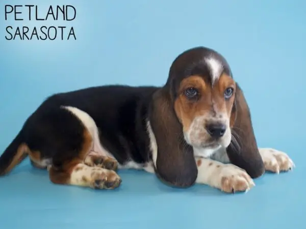 Black and Tan Hound Puppies A Unique Blend of Traits