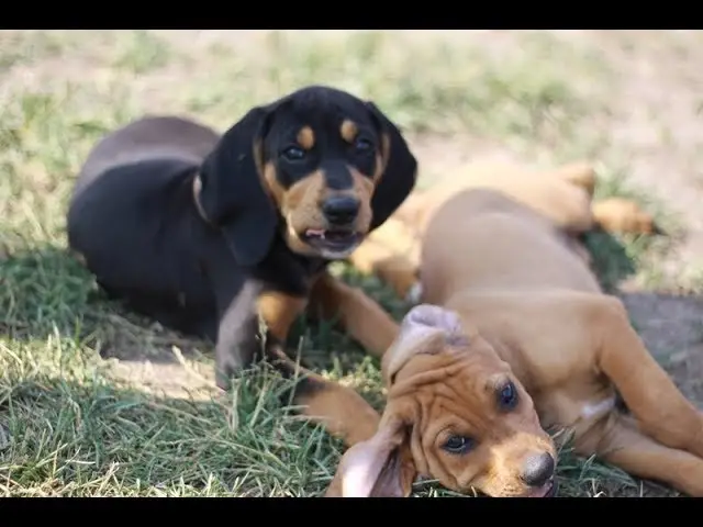 Black and Tan Hound Puppies A Unique Blend of Traits