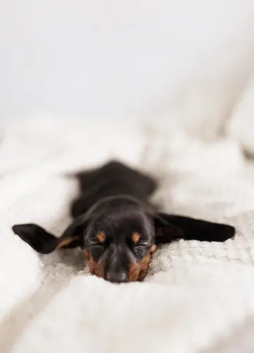 Black and Tan Hound Puppies A Unique Blend of Traits