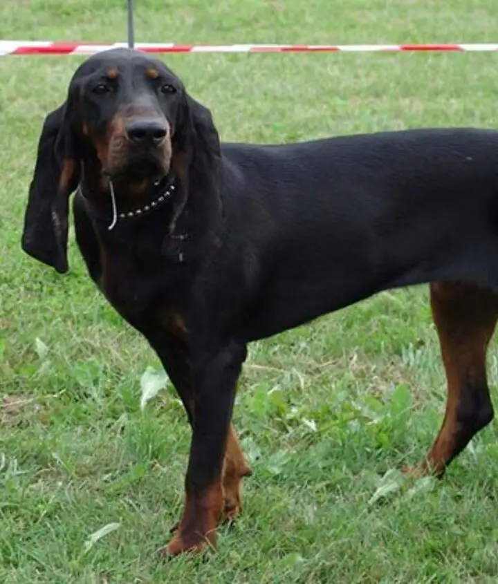 Black and Tan Hound Puppies A Unique Blend of Traits