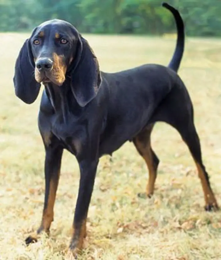 Black and Tan Hound Puppies A Unique Blend of Traits