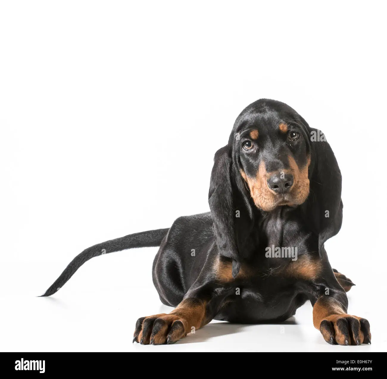 Black and Tan Hound Puppies A Unique Blend of Traits