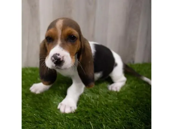 Black and Tan Hound Puppies A Unique Blend of Traits