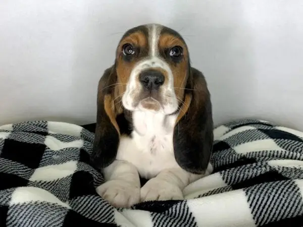 Black and Tan Hound Puppies A Unique Blend of Traits