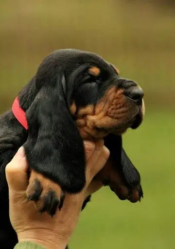 Black and Tan Hound Puppies A Unique Blend of Traits