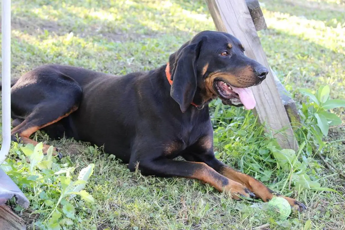 Black and Tan Hound Puppies A Unique Blend of Traits