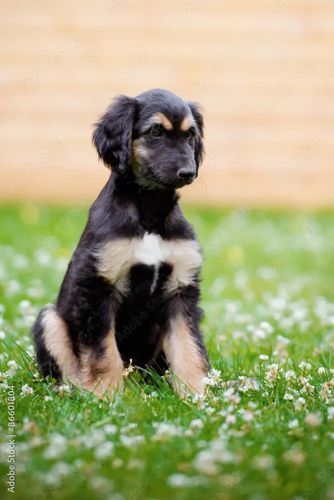 Black and Tan Hound Puppies A Unique Blend of Traits