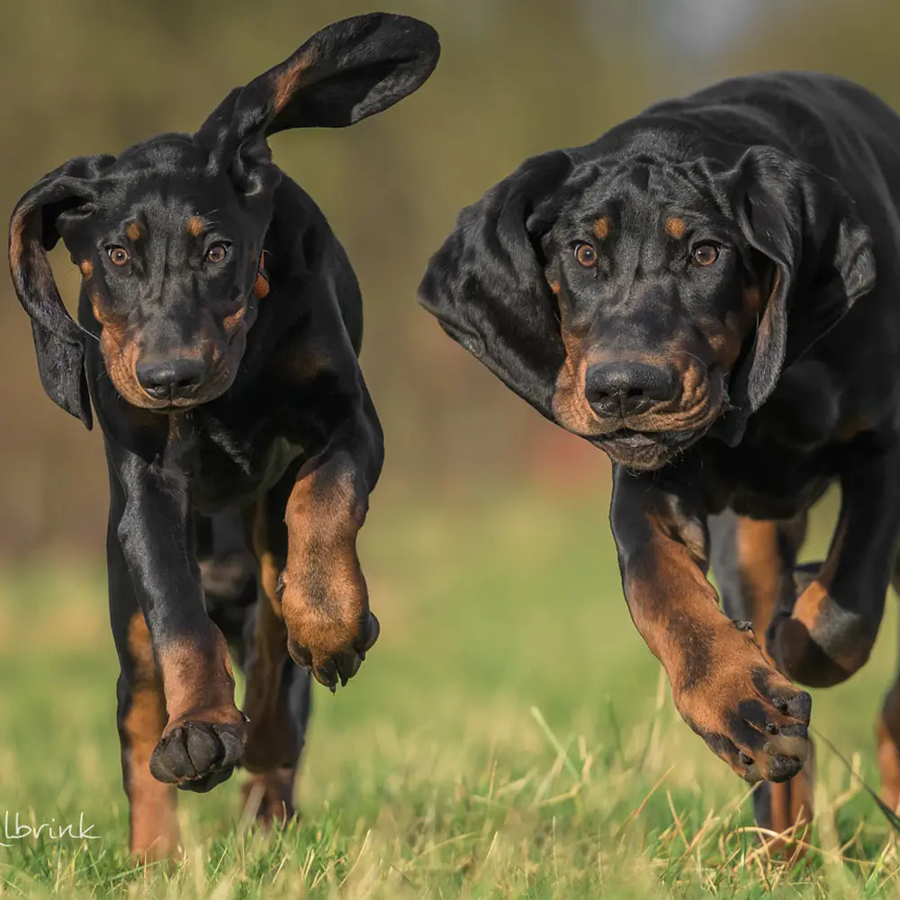 Black and Tan Hound Puppies A Unique Blend of Traits