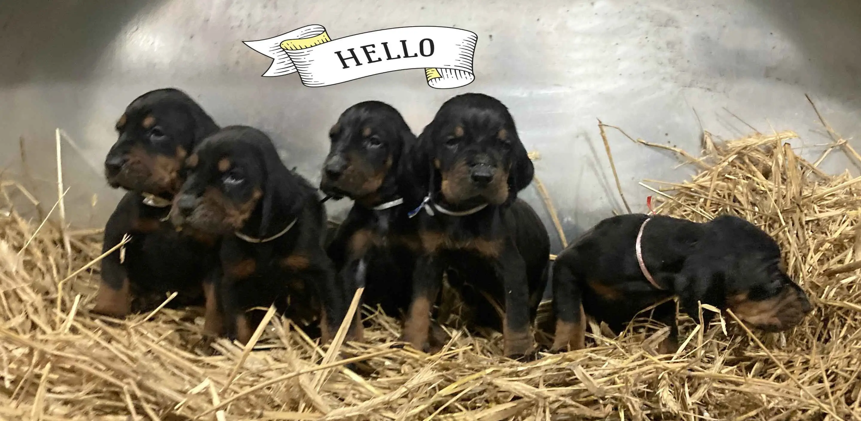 Black and Tan Hound Puppies A Unique Blend of Traits