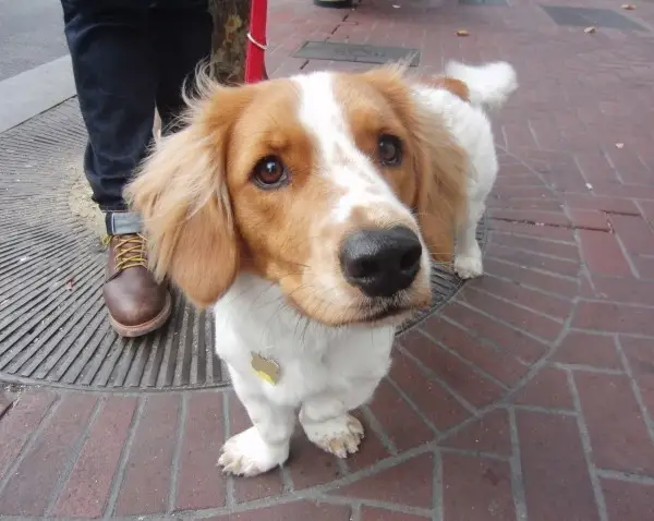 Basset Hound Doxie Mix Exploring the Basschshund