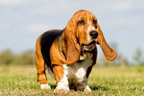 Basset Hound Doxie Mix Exploring the Basschshund