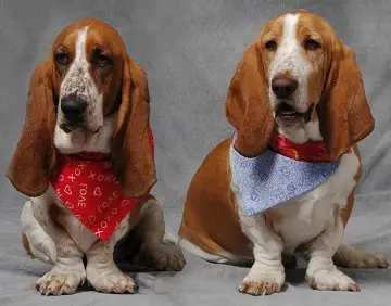Basset Hound Doxie Mix Exploring the Basschshund