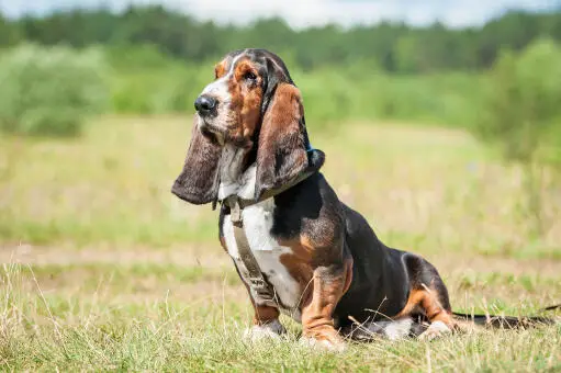 Basset Hound Doxie Mix Exploring the Basschshund