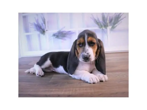 Basset Hound Doxie Mix Exploring the Basschshund